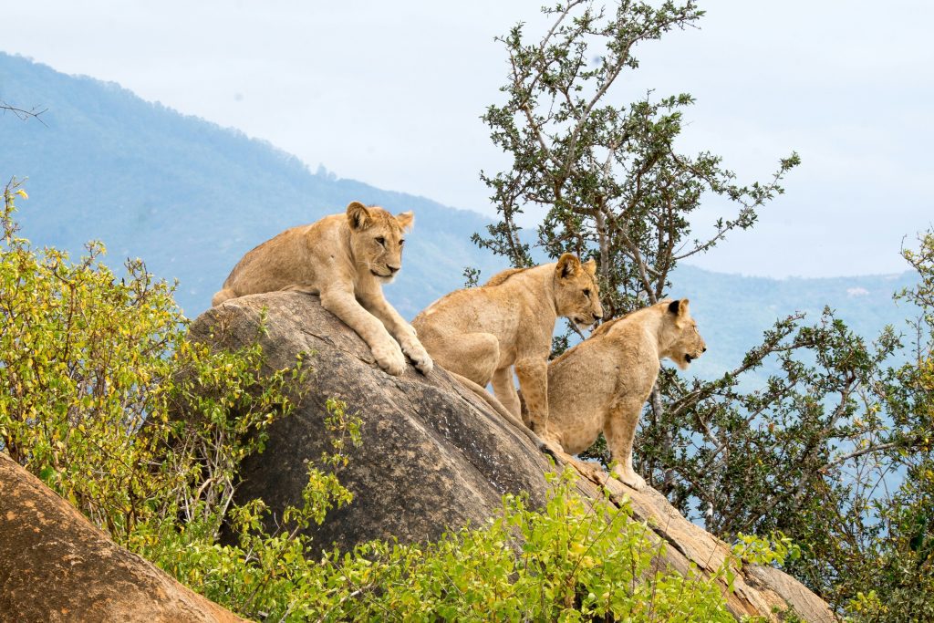 Lions Tsavo East National Park Kenya safari tour packages by African Retreat Tours Travel the best African safari tour operator in Kenya for mission trips and widlife safaris scaled