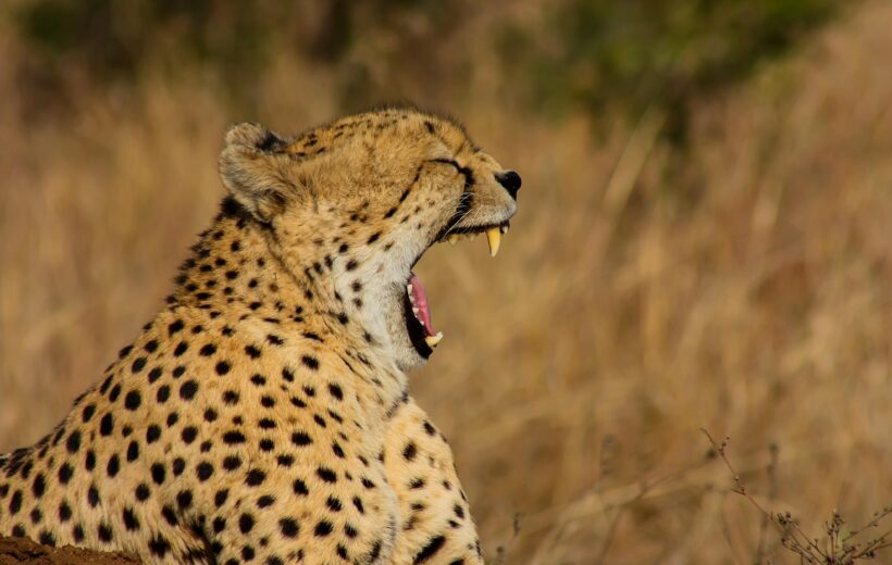 3 Days Masai Mara Safari from Nairobi