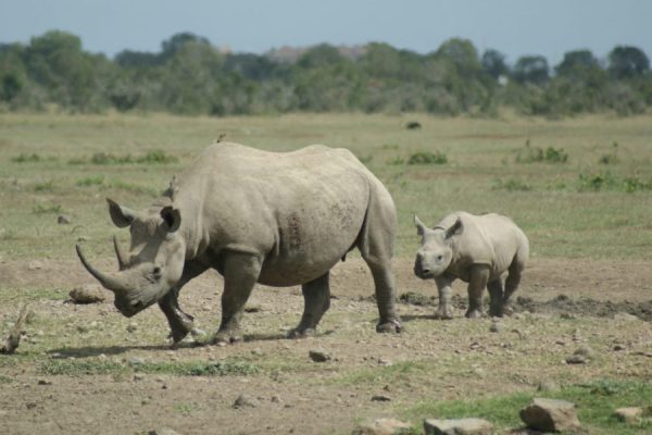 Rhinos at Ol Pejeta Conservancy Kenya safari tour packages by African Retreat Tours Travel the best African safari tour operator in Kenya for mission trips and widlife safaris scaled Rhinos at Ol Pejeta Conservancy Kenya safari tour packages by African Retreat Tours Travel the best African safari tour operator in Kenya for mission trips and widlife safaris scaled