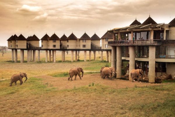 Salt Lick Safari lodge taita hills wildlife sanctuary Salt Lick Safari lodge taita hills wildlife sanctuary